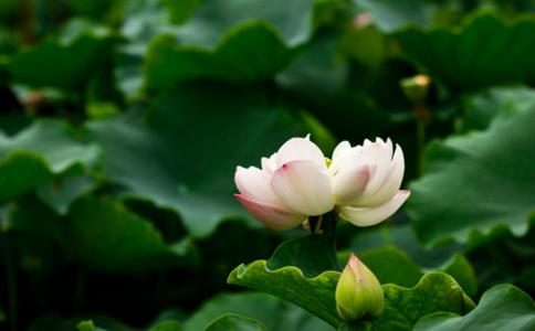 放生也就是「放我」