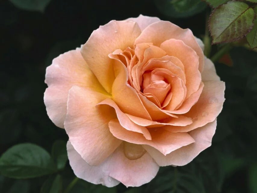 達真堪布：我是一個缺乏智慧的人，我現在開始學佛晚不晚呢？