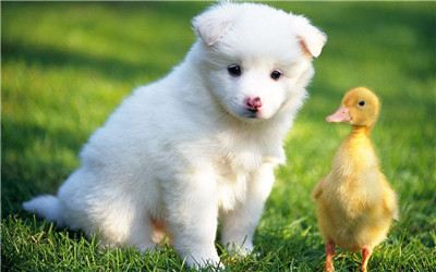 如何理解動物的本性