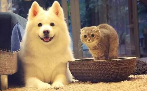 沒受菩薩戒的在家人可以養寵物嗎？如果受了呢？