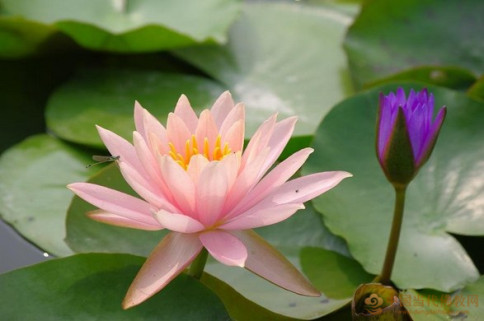 一時妄語，墮大地獄，五百世無眼耳鼻舌四肢