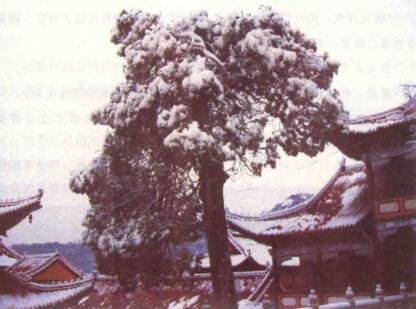 道信大師倒插柏的傳說