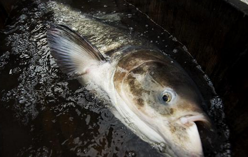 適宜在我國自然水域放生的常見物種