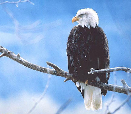 大鵬金翅鳥飛越生死了嗎？