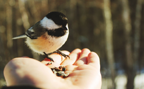 十幾年放生鳥類的經驗介紹