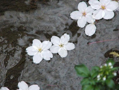 佛陀開示法門無高下 對症下藥