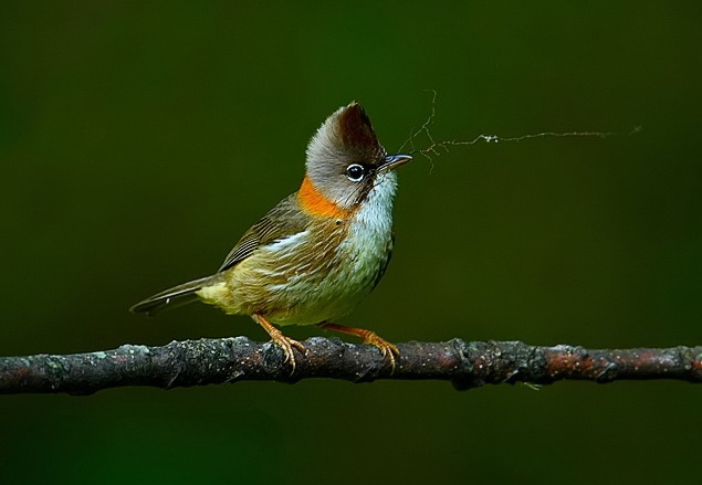 一根蜘蛛絲的力量