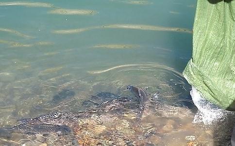 放生在中國古代的發展