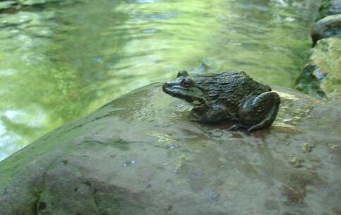 放生要重視放生的質量