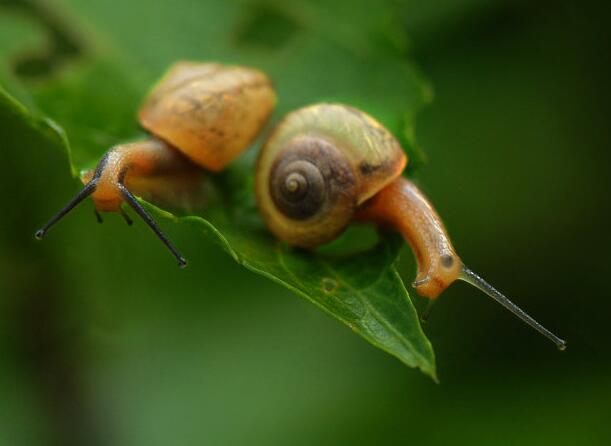 不花錢、增長福慧的放生方式