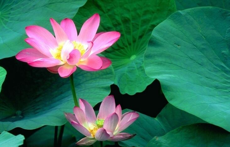 佛子當儘力救命，精進放生