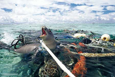 動物之殤，人類不可承受之重