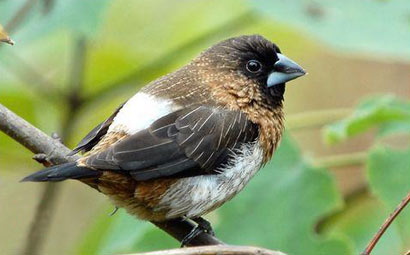 放生小心「生態殺手」