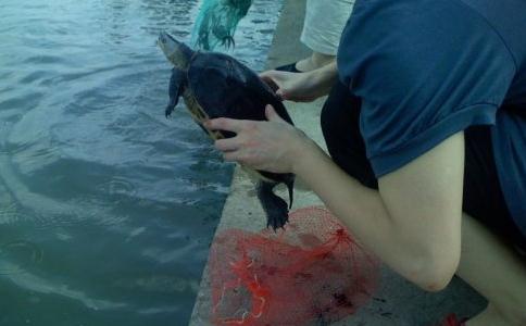 平等和尊重生命，為了放生而放生