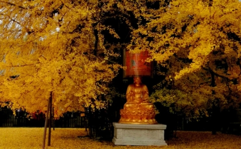 寺廟為什麼喜歡種銀杏？佛珠變銀杏的故事