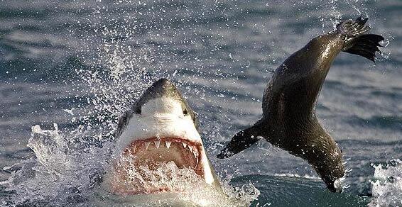 保護動物從自身做起 世界動物日保護動物