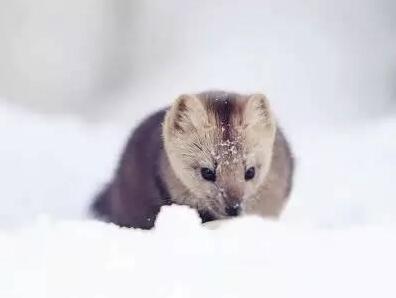 動物權益需要保護