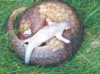 穿山甲的母愛，超越烈焰炙烤的生命極限