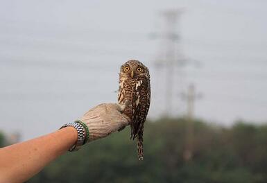 關於買鳥放生的一些心得