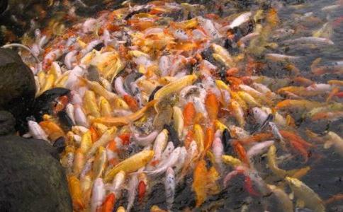 在家居士放生要注意什麼？