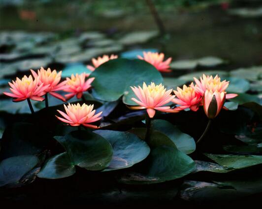 放生是我們人生的最佳保障