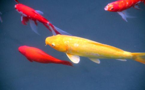 放生的十八種意義及放生的由來