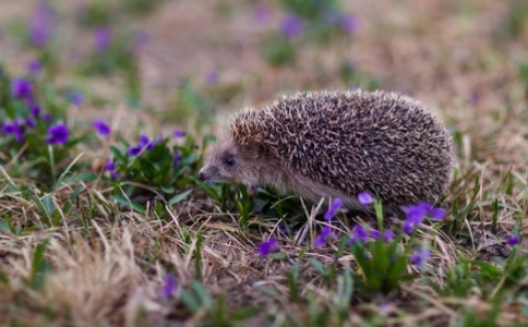 如何放生刺蝟，需要注意什麼？
