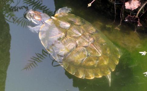 盲目放生沒有功德，反倒有罪過！