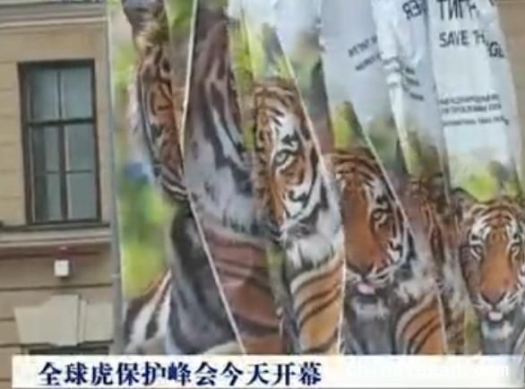 保護峰全球虎開幕