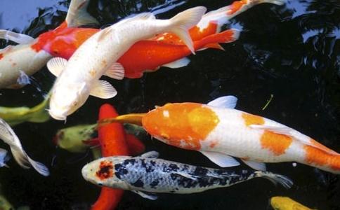 錦鯉不宜野外放生