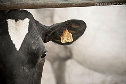 眾生揭秘：畜生道眾生與我們過去世的深厚因緣