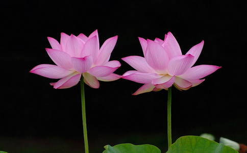 放生與宗教淺析