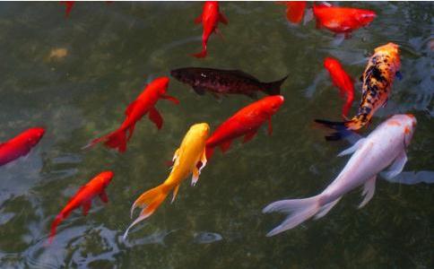 以一個初修者來看怎樣放生才是正確的？