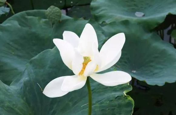 參拜諸佛、菩薩的禮儀是你必須知道並且不容出錯的！