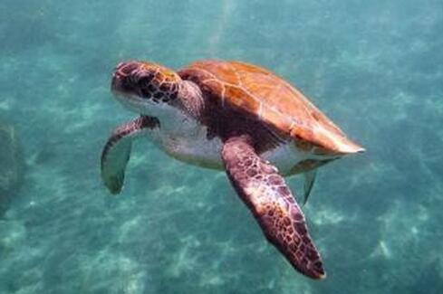 冬季放生龜鱉類要考慮的注意事項