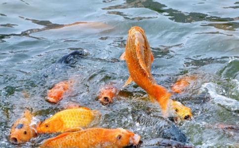 這樣放生才能產生巨大功德！