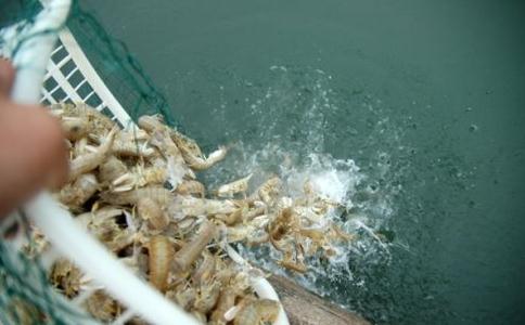 買蝦放生的奇妙一幕