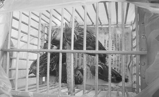 不當放生引發的問題：買鳥放生衍生捕鳥產業鏈