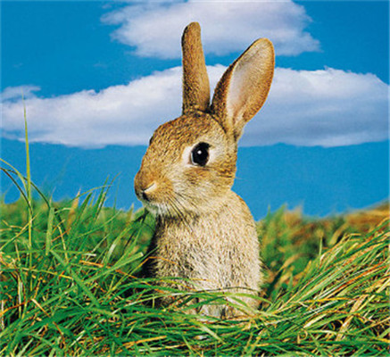 平等對待一切物種