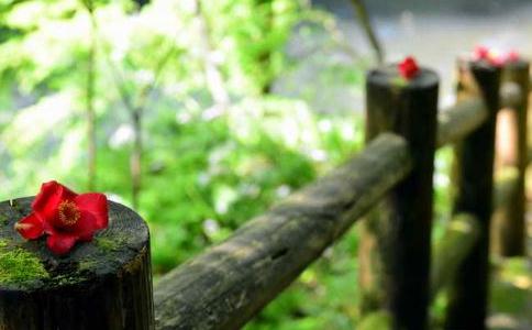 放生和護生是一體的，放生=放+生