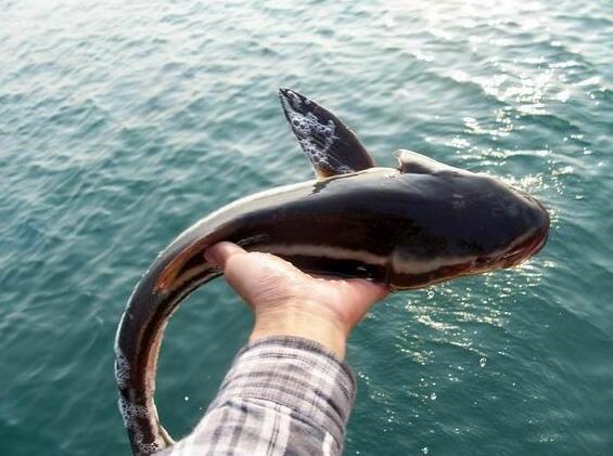 放生遇到的奇異之事