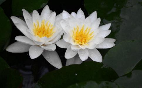 淫慾之害，為禍甚大