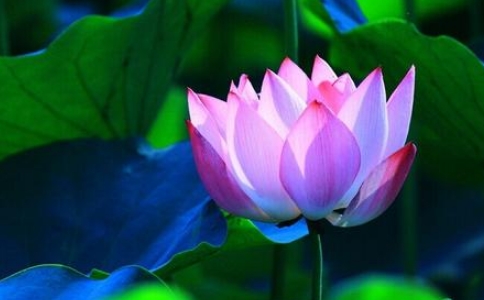 玉林通琇禪師的前世今生