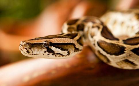 拔眾生苦放生會放生實錄