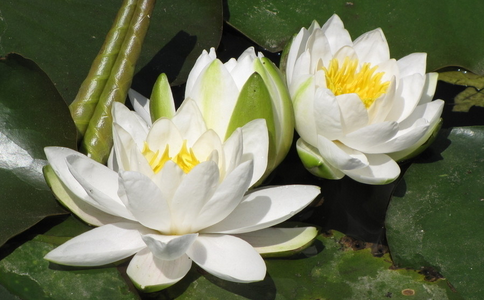 隨緣放生 成就凈土資糧