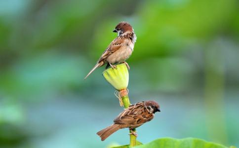 放生五隻小麻雀