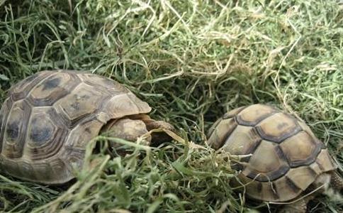 放生必讀、應知大參考：各種動物的生活習性