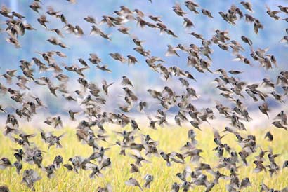 明朝河南一家人險遭滅門小鳥報恩救援