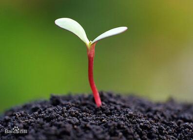 【生命】生命是什麼？佛教是如何解釋生命的？