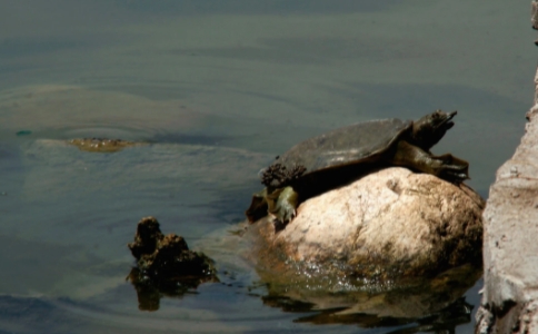 放生甲魚時的一些注意問題